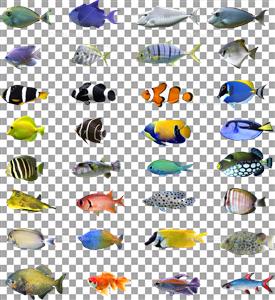 تصویر با کیفیت انواع ماهی های دریایی بدون پس زمینه